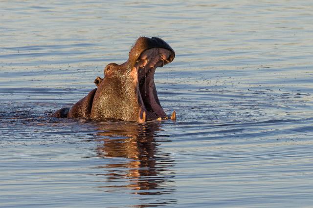 031 Botswana, Okavango Delta.jpg